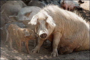 01/07/16 - EVISA - HAUTE CORSE - FRANCE - Cochons sauvages dans la foret d Aitone - Photo Jerome CHABANNE